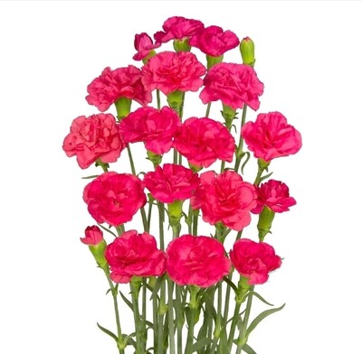 Cerise Amelie