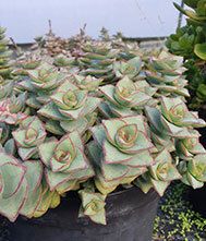 Crassula Perforata &#39;Giant Form&#39;