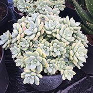 Sedum Clavatum
