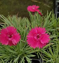 Whatfield Ruby (1985)