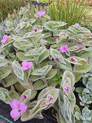 Tradescantia Sillamontana