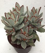 Kalanchoe Tomentosa
