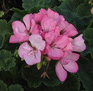 Highfield&#39;s Prima Donna