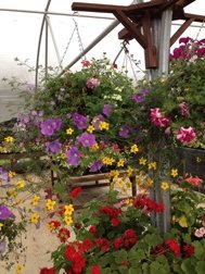 Hanging Basket Plants