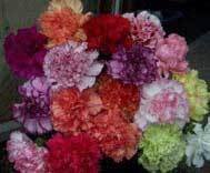 Greenhouse &amp; Conservatory Carnations