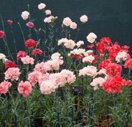 Malmaison Carnations