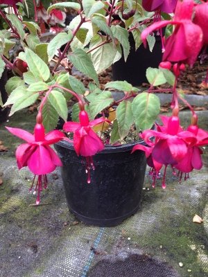 Fuchsias