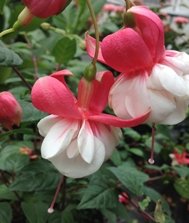 Bush Fuchsias