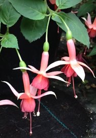 Trailing &amp; Basket Fuchsias