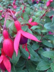 Hardy Fuchsias