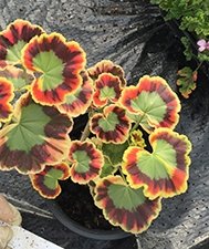 Fancy Leaf