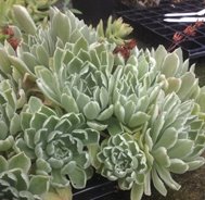 Aeonium Ballerina