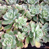 Aeonium Haworthii