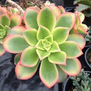 Aeonium Haworthii Variegata