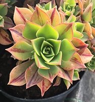 Aeonium Leuconeura