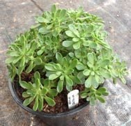 Aeonium Sedifolium