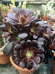 Aeonium Velour