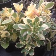 Aichryson Domesticum Variegata