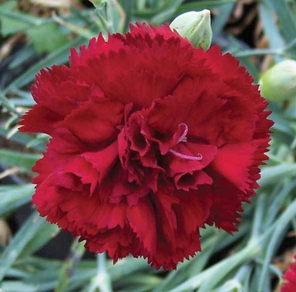 Allwoods Crimson (1946)