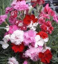 Alpine Collection (10 plants) our choice