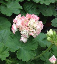Appleblossom Rosebud (1870)