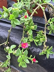 Aptenia Cordifolia