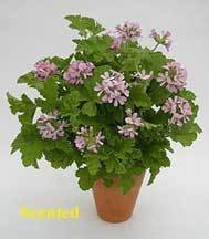 Attar of roses