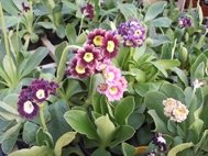 Auricula Collection (8 plants)