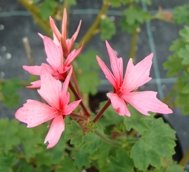 Aurora (Pelargonium)