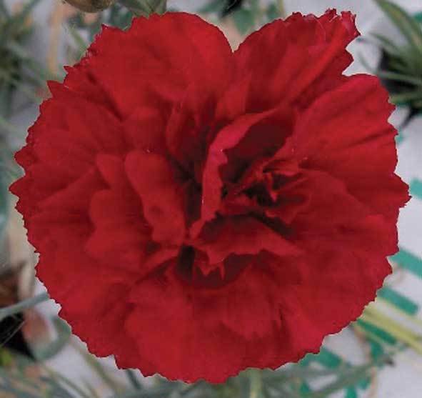 Claret Joy (1987)