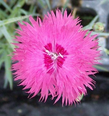 Cockenzie Pink  (1720)
