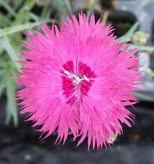 Cockenzie Pink  (1720)