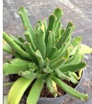 Cotyledon Hybrid