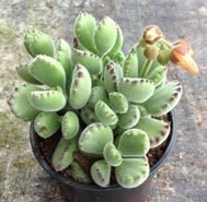 Cotyledon Lady Smithiensis