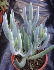 Cotyledon Orbiculata