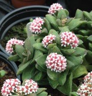 Crassula Brides Bouquet