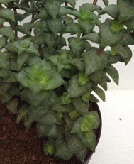 Crassula Hystrix
