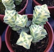 Crassula Hystrix Variegata