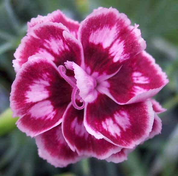 Coronation Ruby (1991)