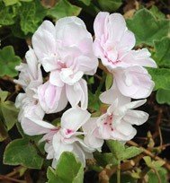 Cotta Lilac Queen