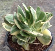 Crassula Obliqua Variegata