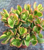 Crassula Ovata (Hummel&#39;s Sunset)