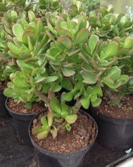 Crassula Ovata (Money Tree / Jade Plant)