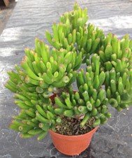 Crassula Ovata Monstrosa (Dwarf Coral)
