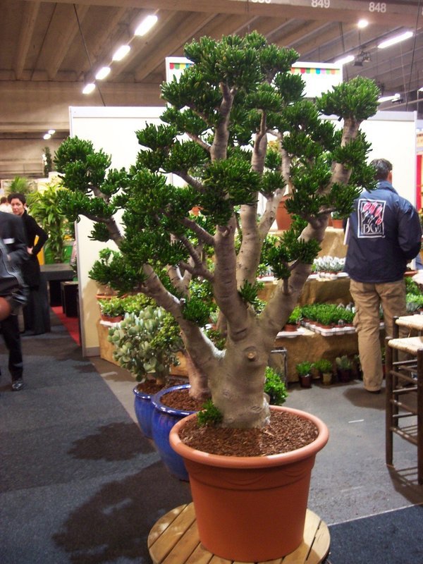 Crassula Ovata v.Golum