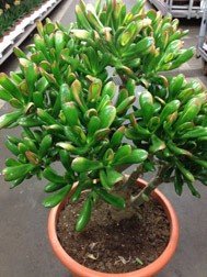 Crassula Ovata v.Golum Variegata (Red Horn Tree)