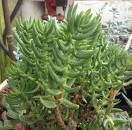 Crassula Tetragona (Chinese Pine)