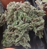 Cyanotis Somalensis