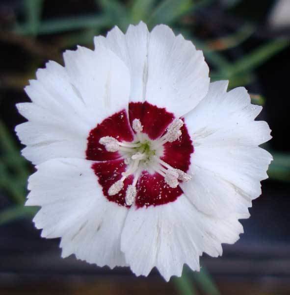 Dainty Dame (1990)