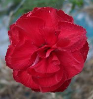 David (1970) - Relisted for 2026